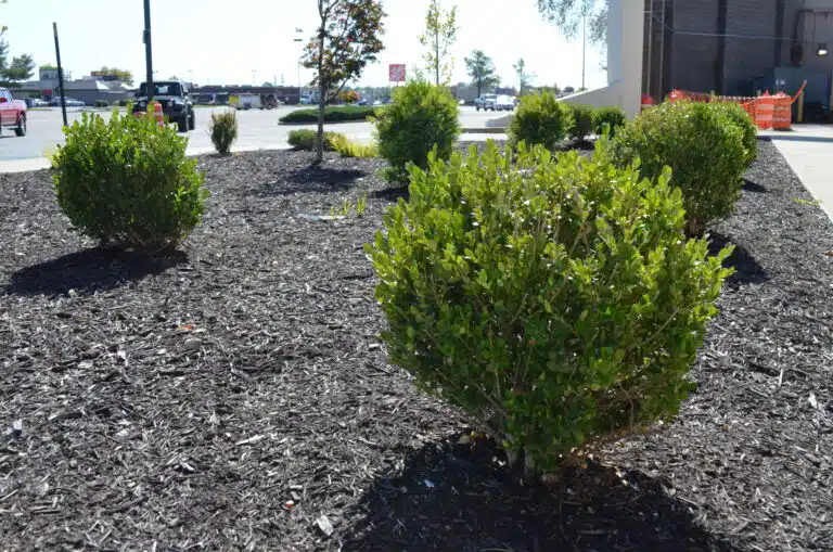 new landscaping Owensboro KY