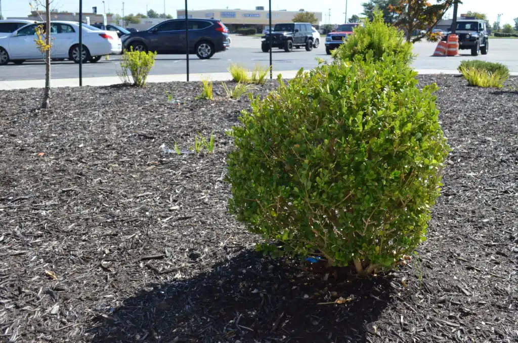 landscaping maintenance near me