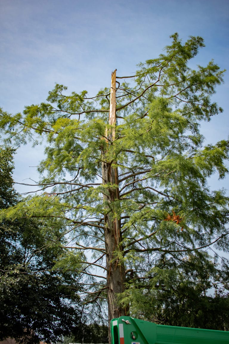 tree removal