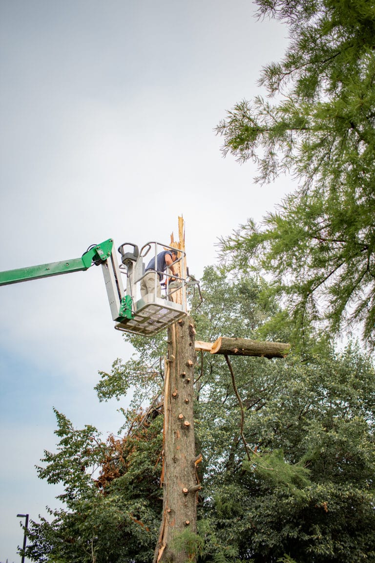 tree removal